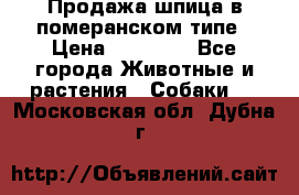 Продажа шпица в померанском типе › Цена ­ 20 000 - Все города Животные и растения » Собаки   . Московская обл.,Дубна г.